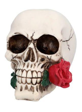 Schedel Casanova (10 x 10.5 x 13 cm)